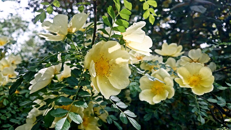 春天物语 花 春暖花开 原创 摄影 风景 壁纸桌面 特写 静物