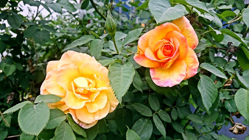 春天物语 花 春暖花开 原创 摄影 风景 壁纸桌面 特写 静物