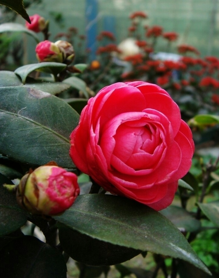 茶花
