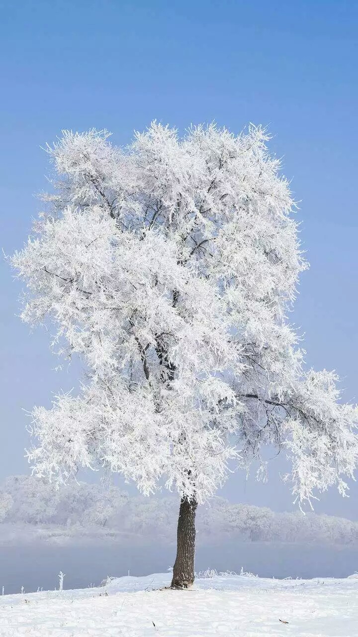 雪树 手机壁纸图片