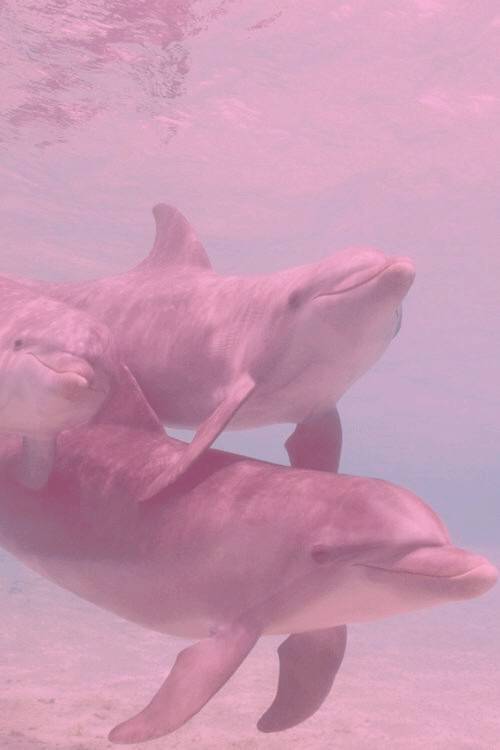 海豚都比你粉的图图片