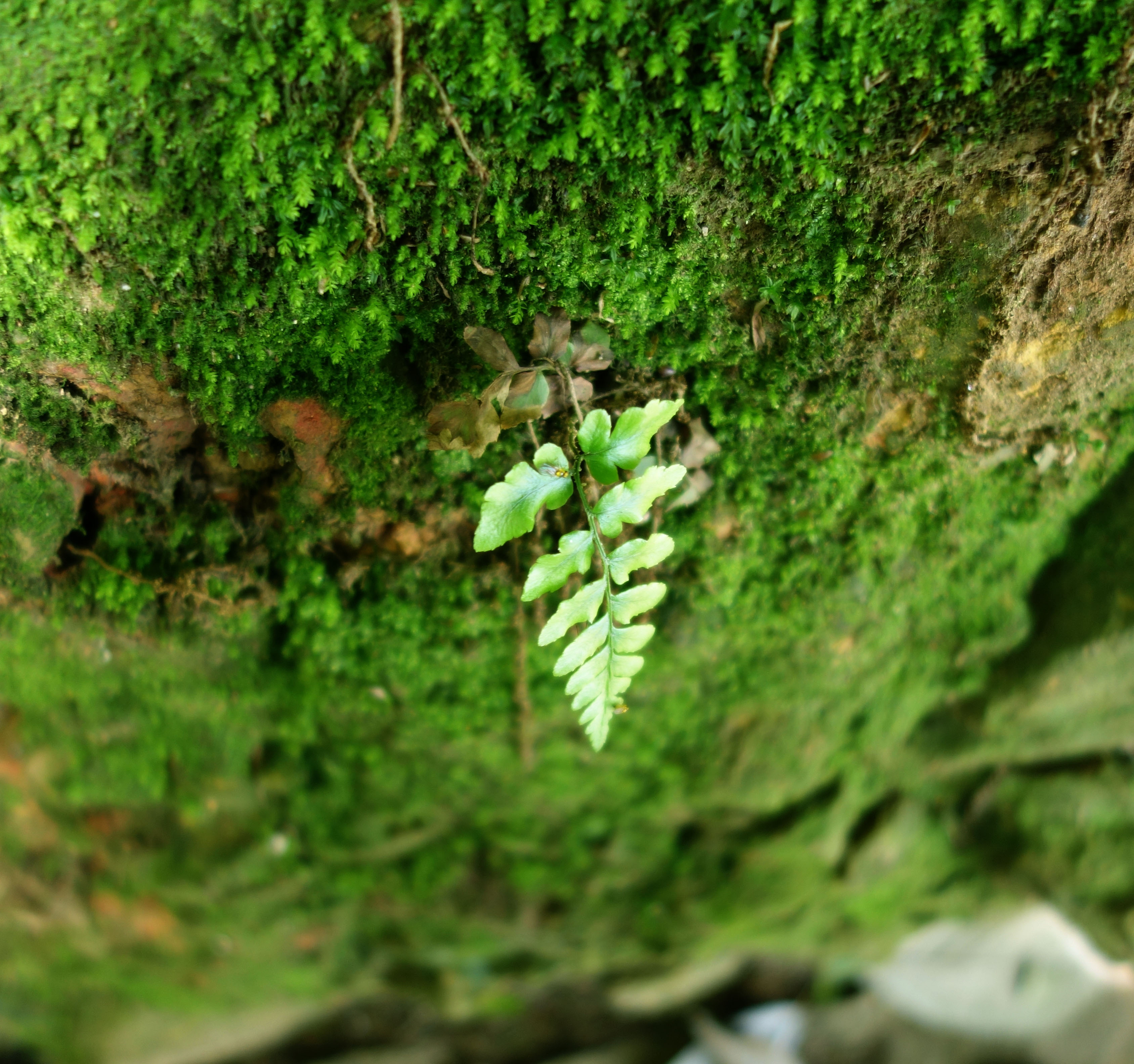 岳麓山植物图片及简介图片