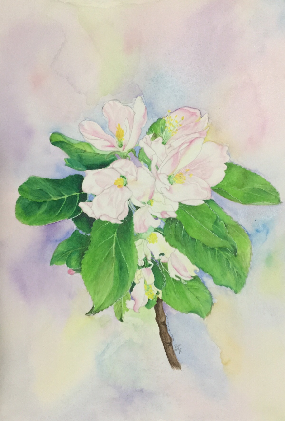 苹果花 