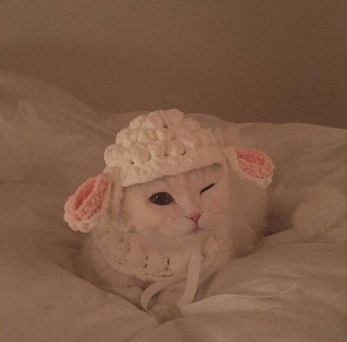 猫主子 头像