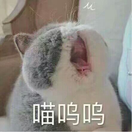 小可爱の表情表情卖萌v表情喵呜呜搂猪猫咪包图片