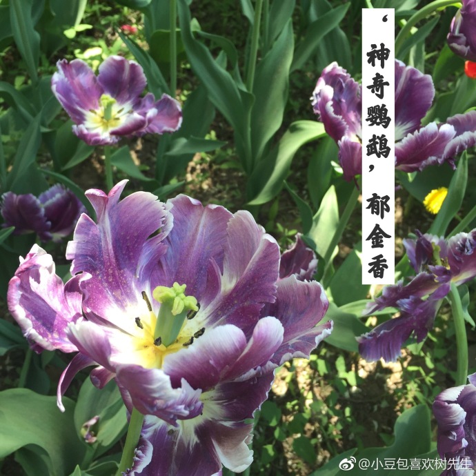 郁金香"神起鹦鹉"