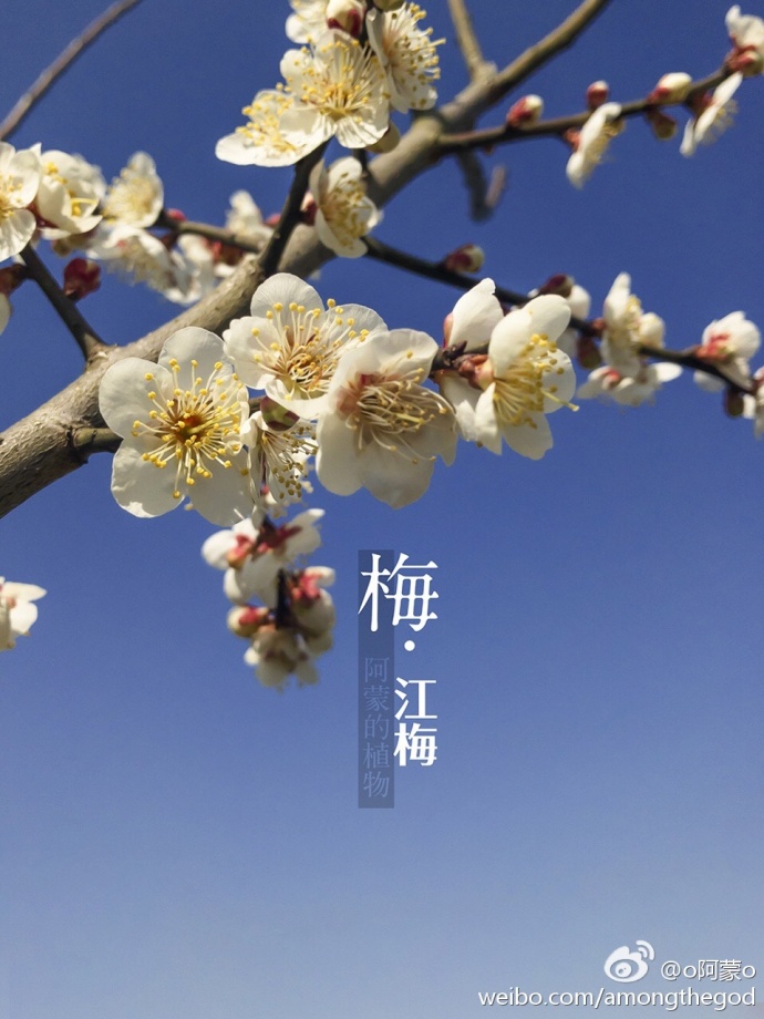 江梅