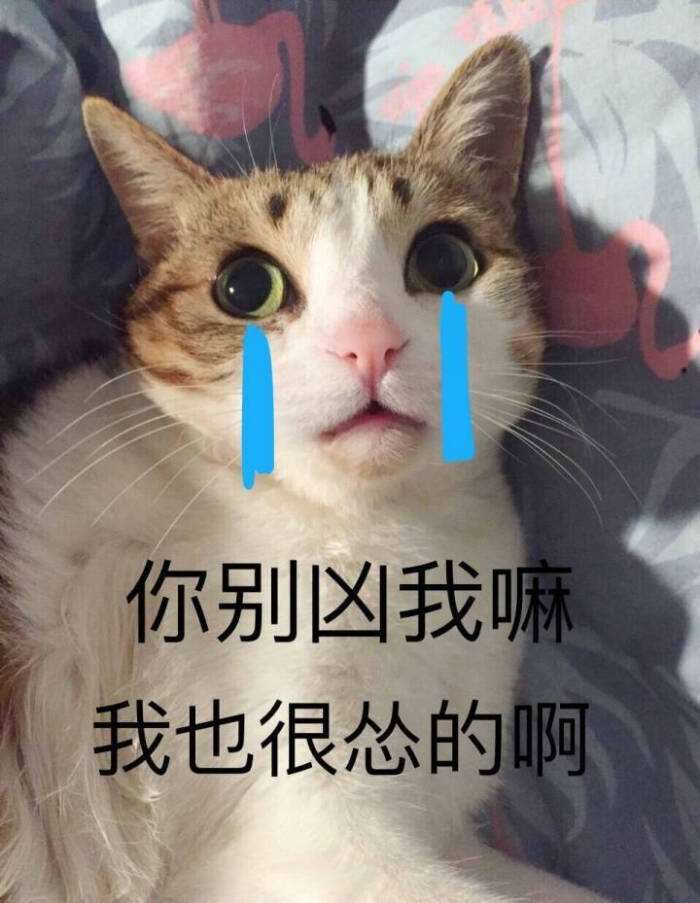 萌猫 表情包