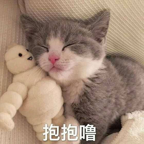 萌猫 表情包