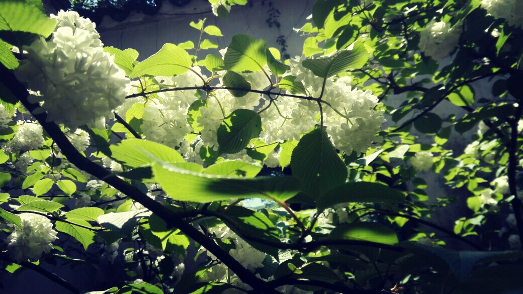壁纸 木绣球 你见过绣球花吗?