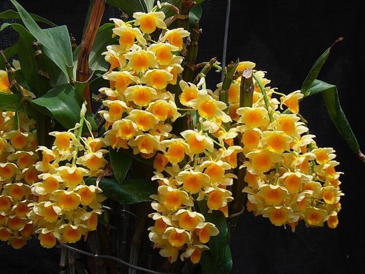 黄金密花灯笼石斛