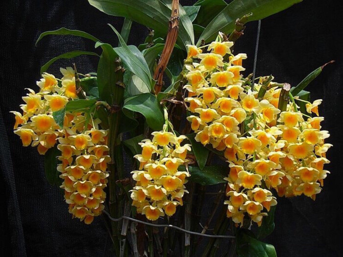 黄金密花灯笼石斛