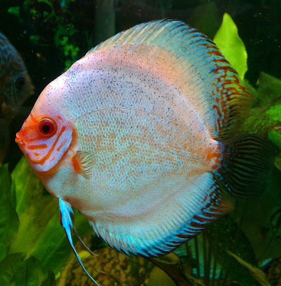 各样多彩铁饼鱼