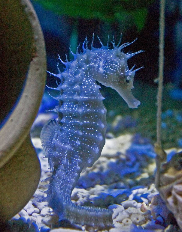 海里生物,海马