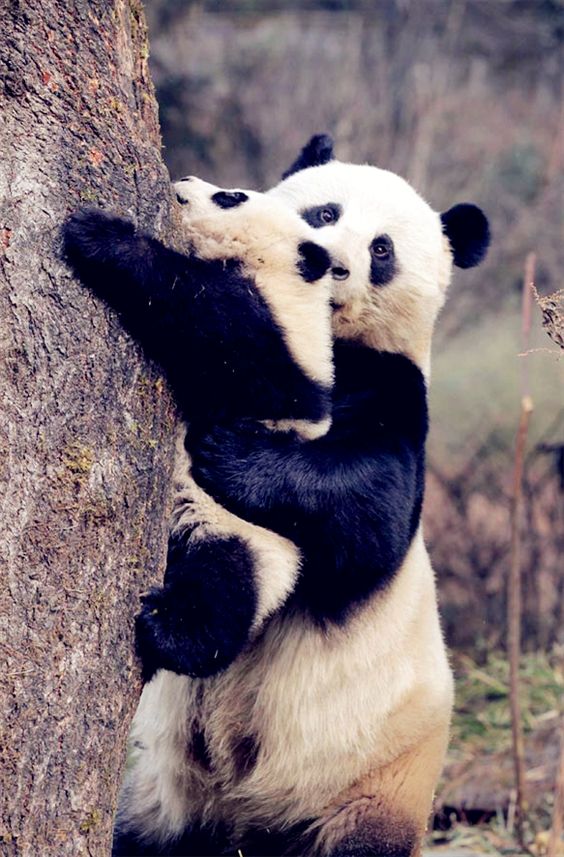 熊猫照 