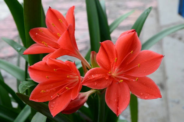 花卉:朱顶红花
