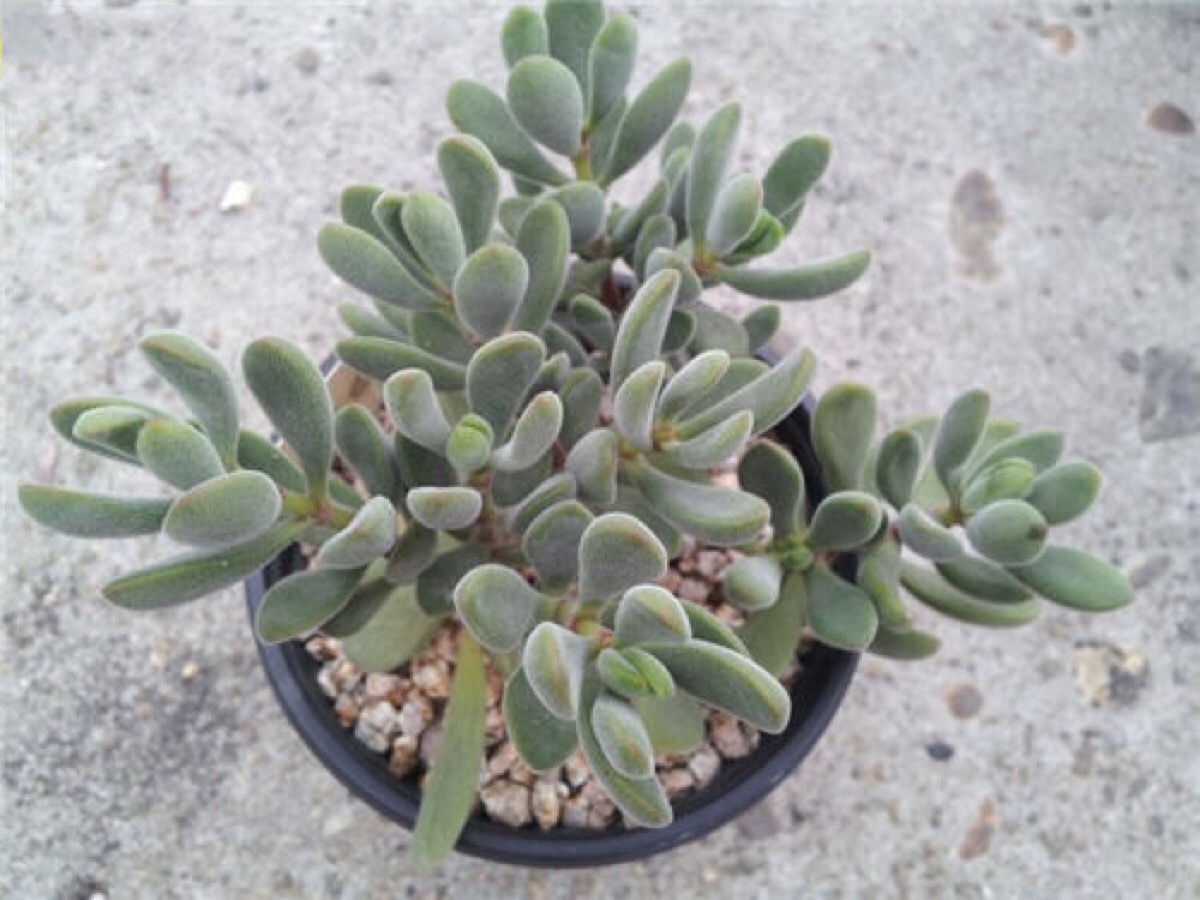 は蛋|多肉|若歌诗|前期