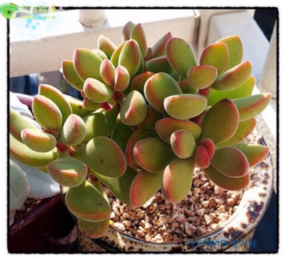 は蛋|多肉|若歌诗|后期