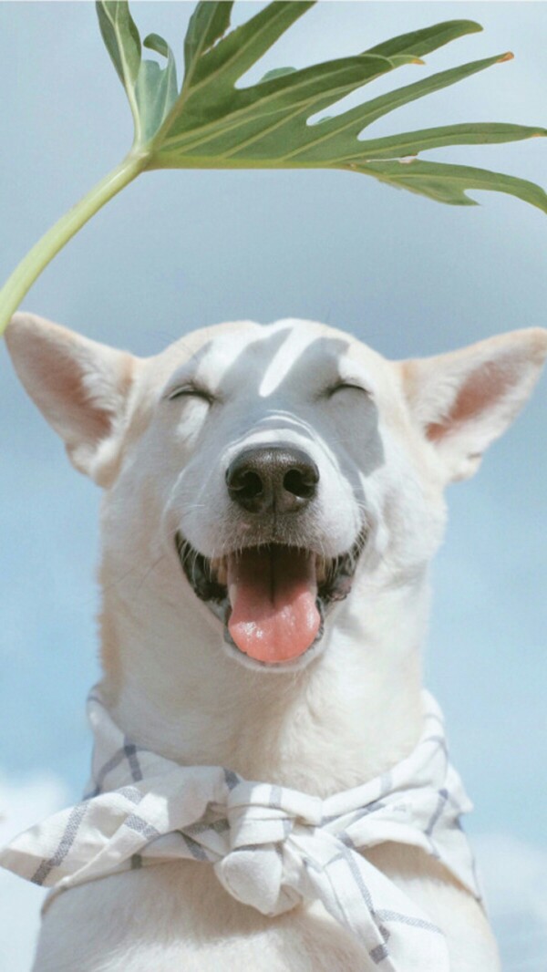 狗狗笑脸壁纸图片