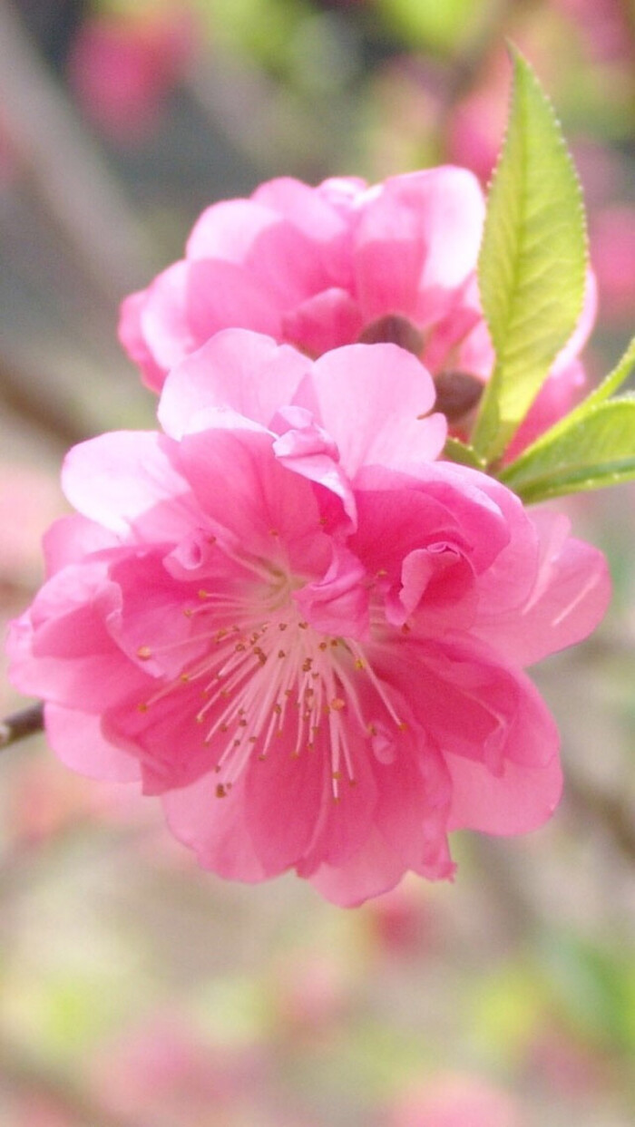 桃花的花瓣像什么唯美图片