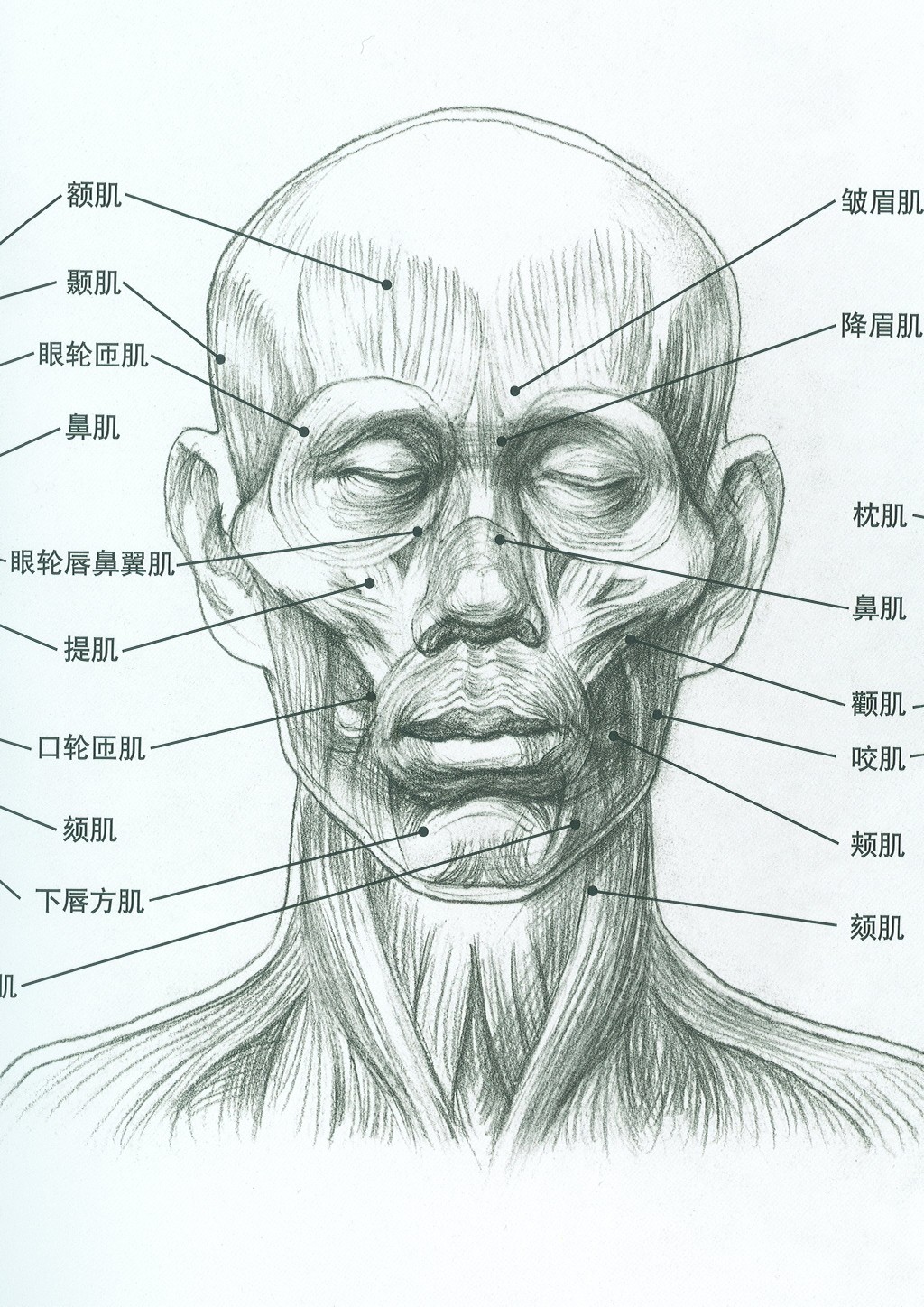 脸部肌肉结构素描图片