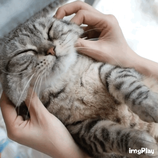 540_540gif 动态图 动图