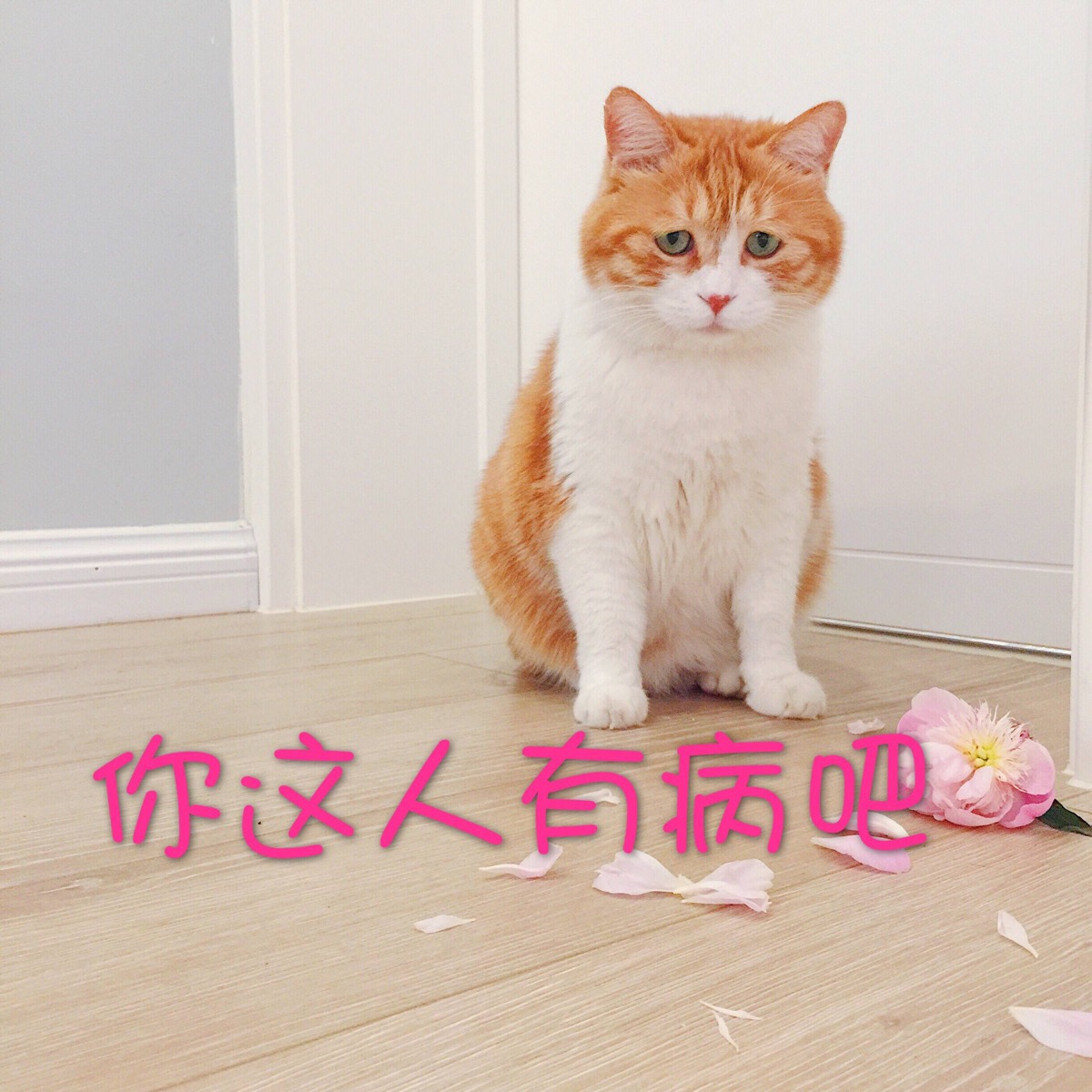 你这人有病吧 猫表情包