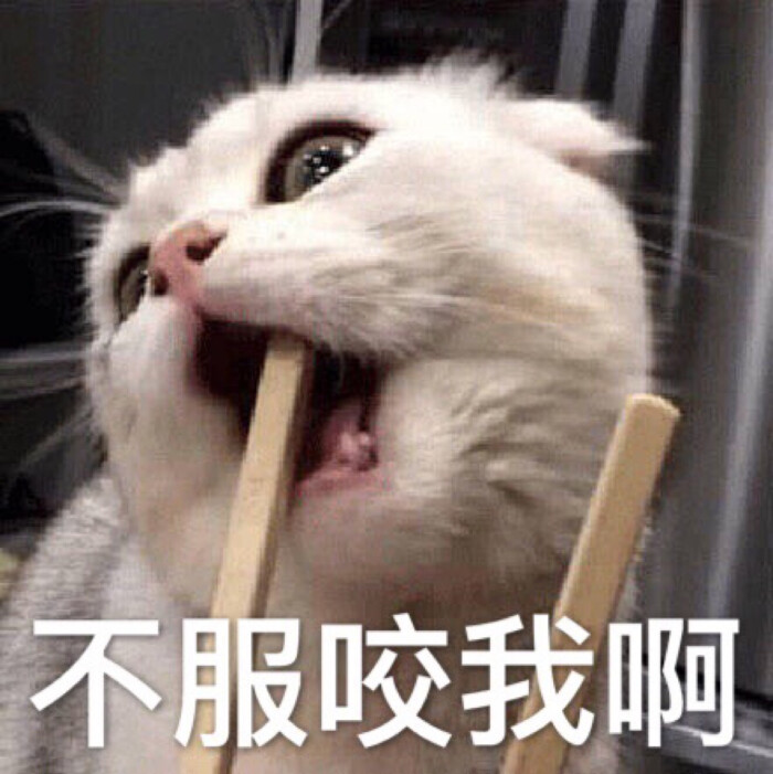 自作 猫咪表情包
