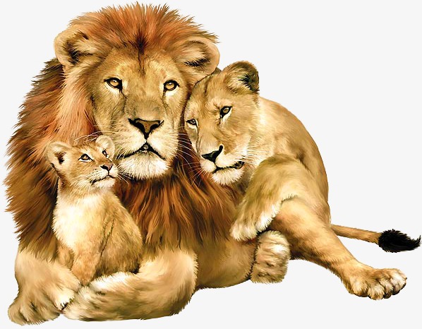 动物世界狮子七兄弟图片