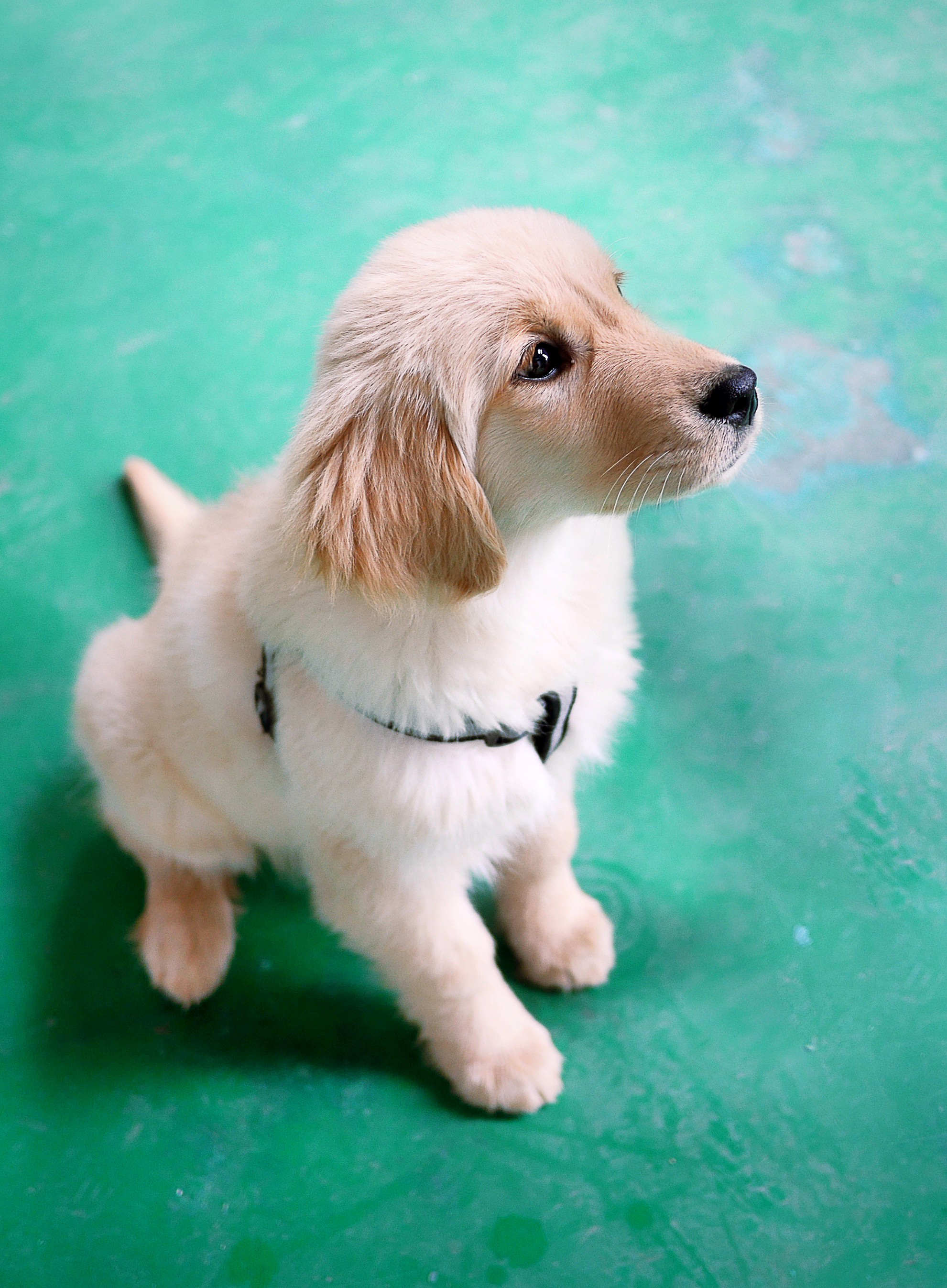 summer狗生中最漂亮的时刻