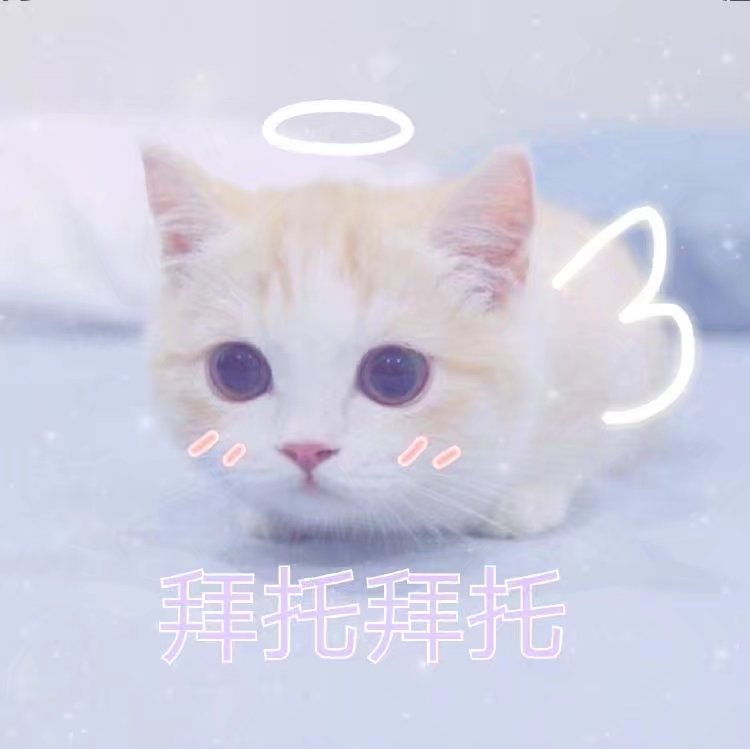 猫咪表情包