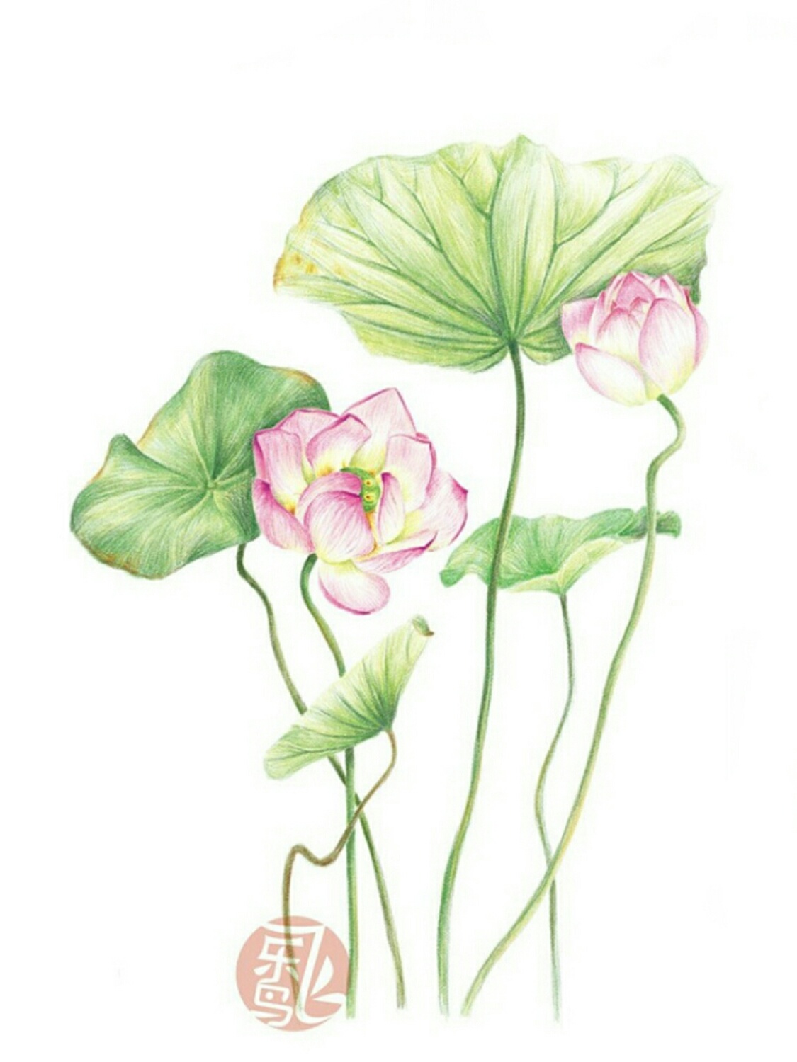 花卉 植物 插画 手绘 彩铅画 色铅笔 本草绘 植物图片