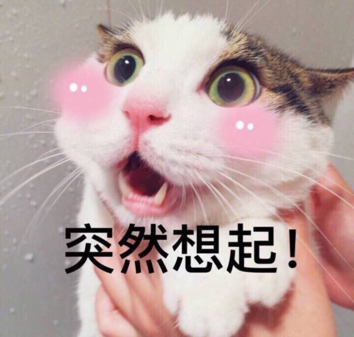 突然想起 表情图 可爱喵