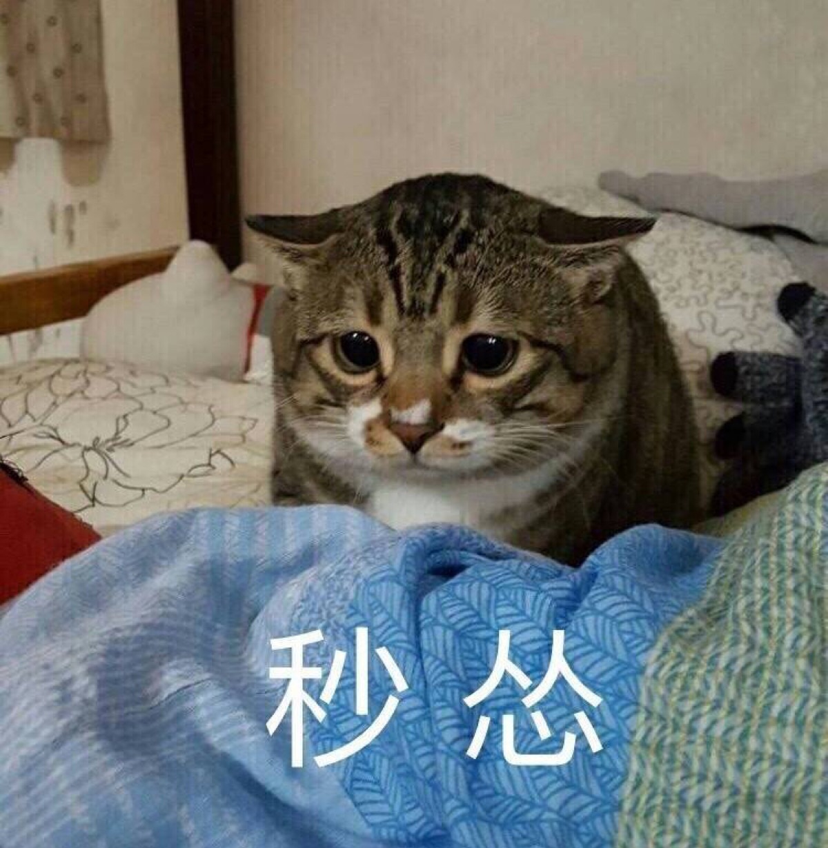 秒怂