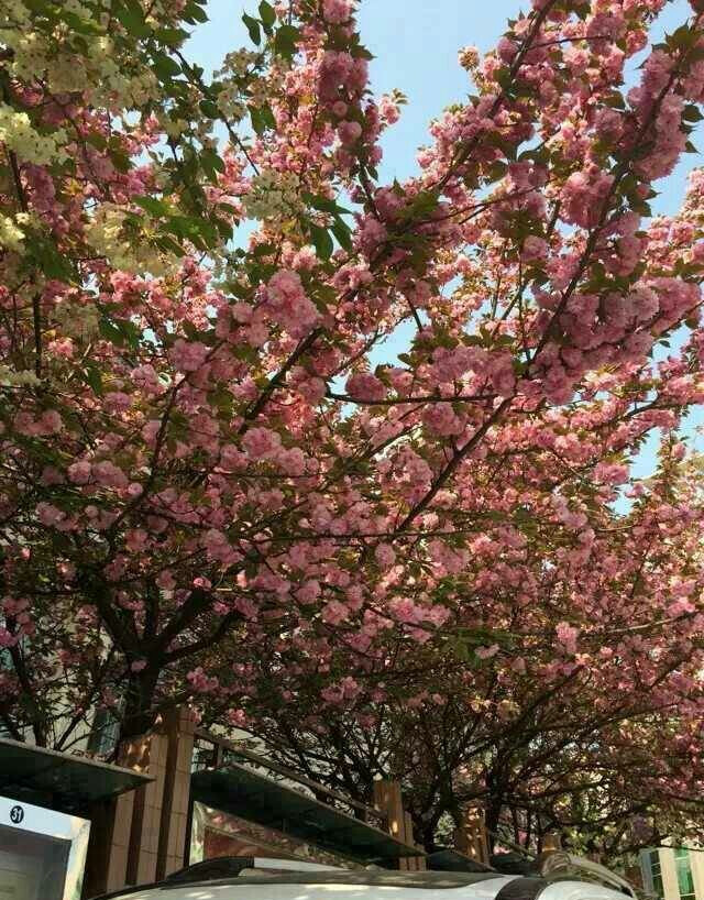 樱花大道