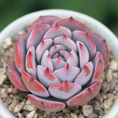 壹分皿劳伦斯多肉植物盆栽肉肉植物办公室绿植盆栽