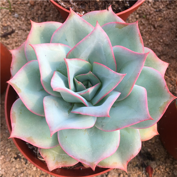 多肉植物参宿(钢叶莲杂交蓝光)——大型多肉