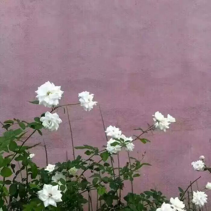 qq背景图/玩网