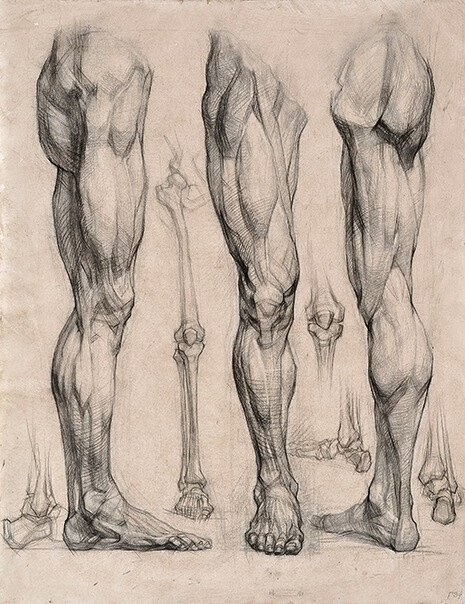 人体腿部肌肉与骨骼素描关系图图片