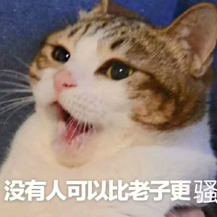 小可爱の老子喵咪没有人比表情粘人表情包更骚图片