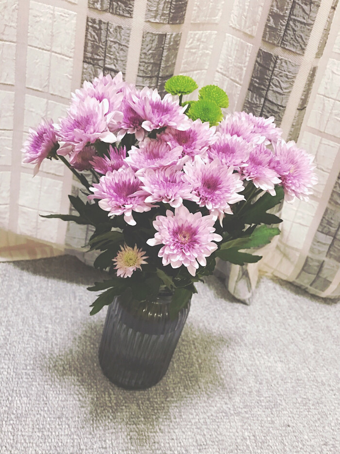 小雏菊@mxe