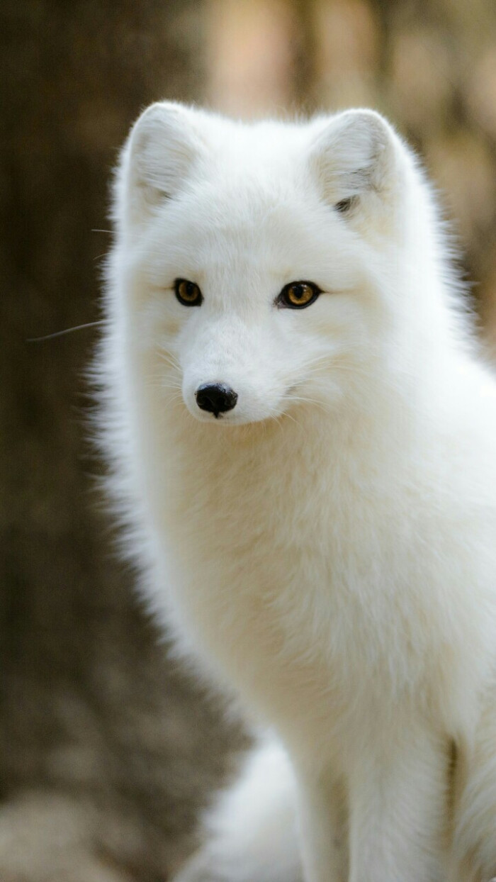 白狐高清图片