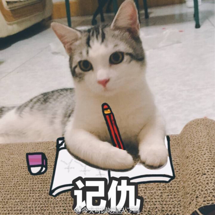 记仇 猫 表情包