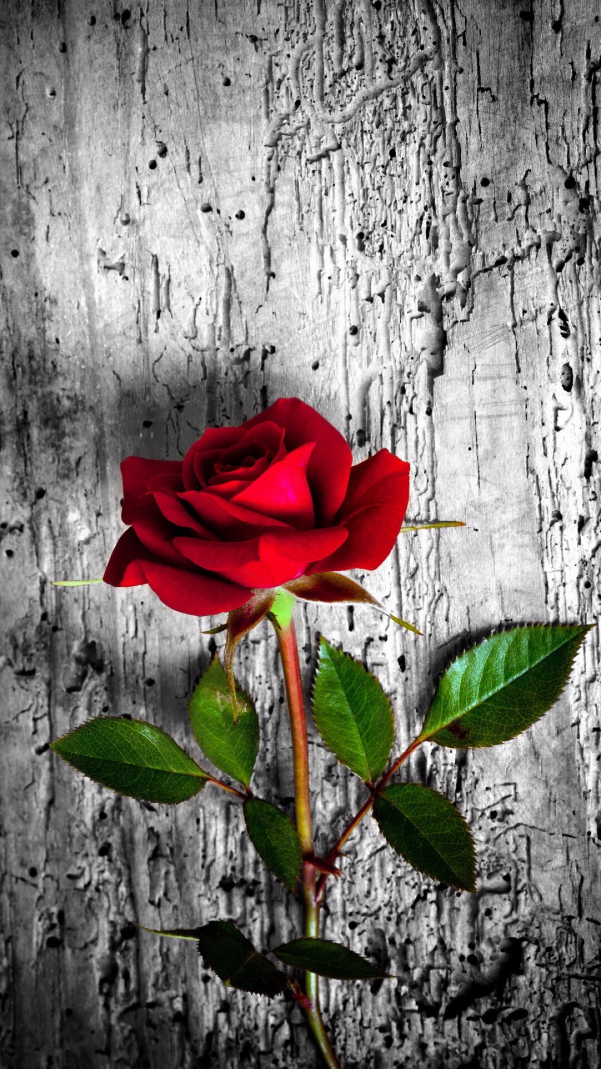 一支玫瑰花手机壁纸图片