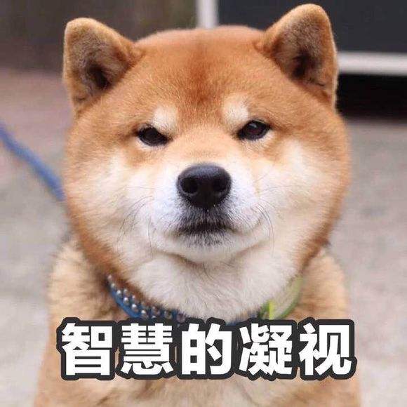 柴犬 萌犬 蠢萌 可爱的凝视