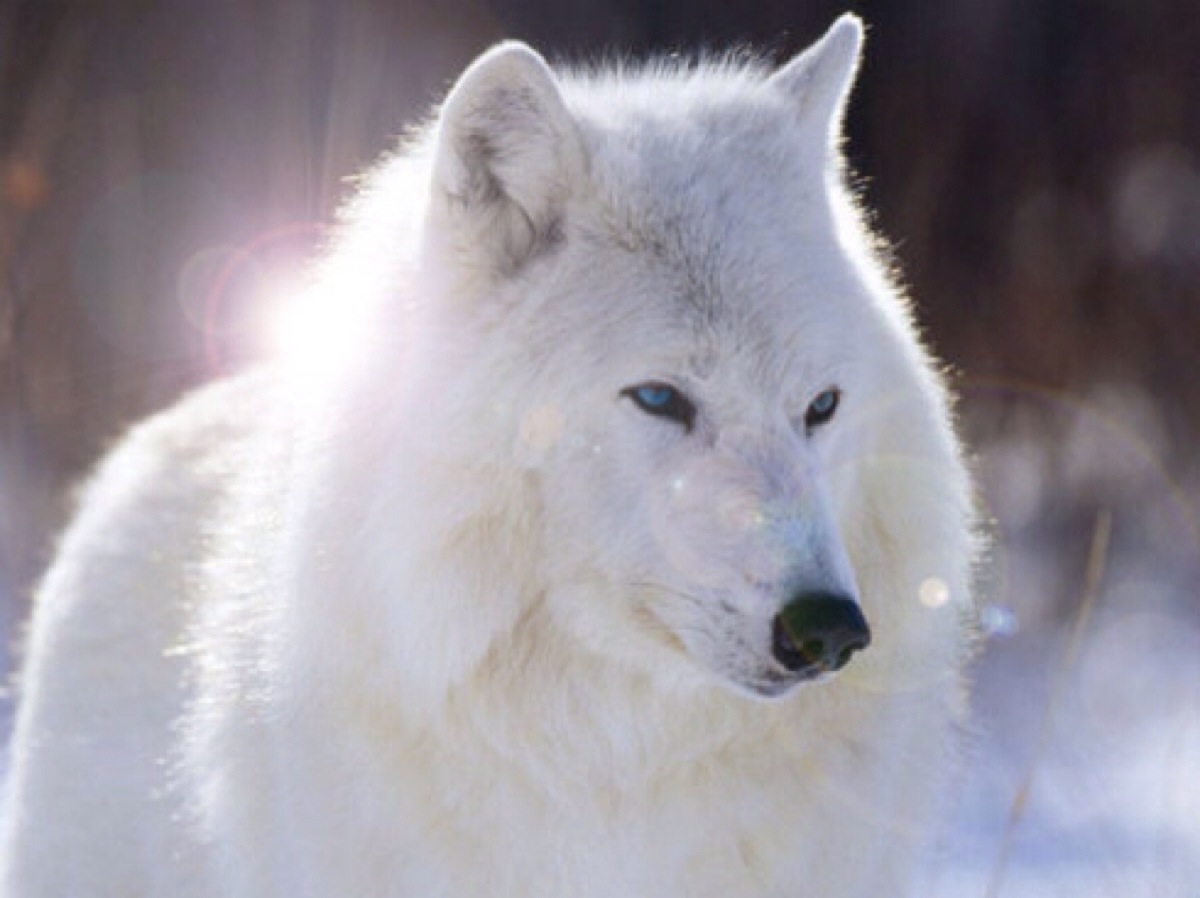 纽芬兰白狼和北极狼图片