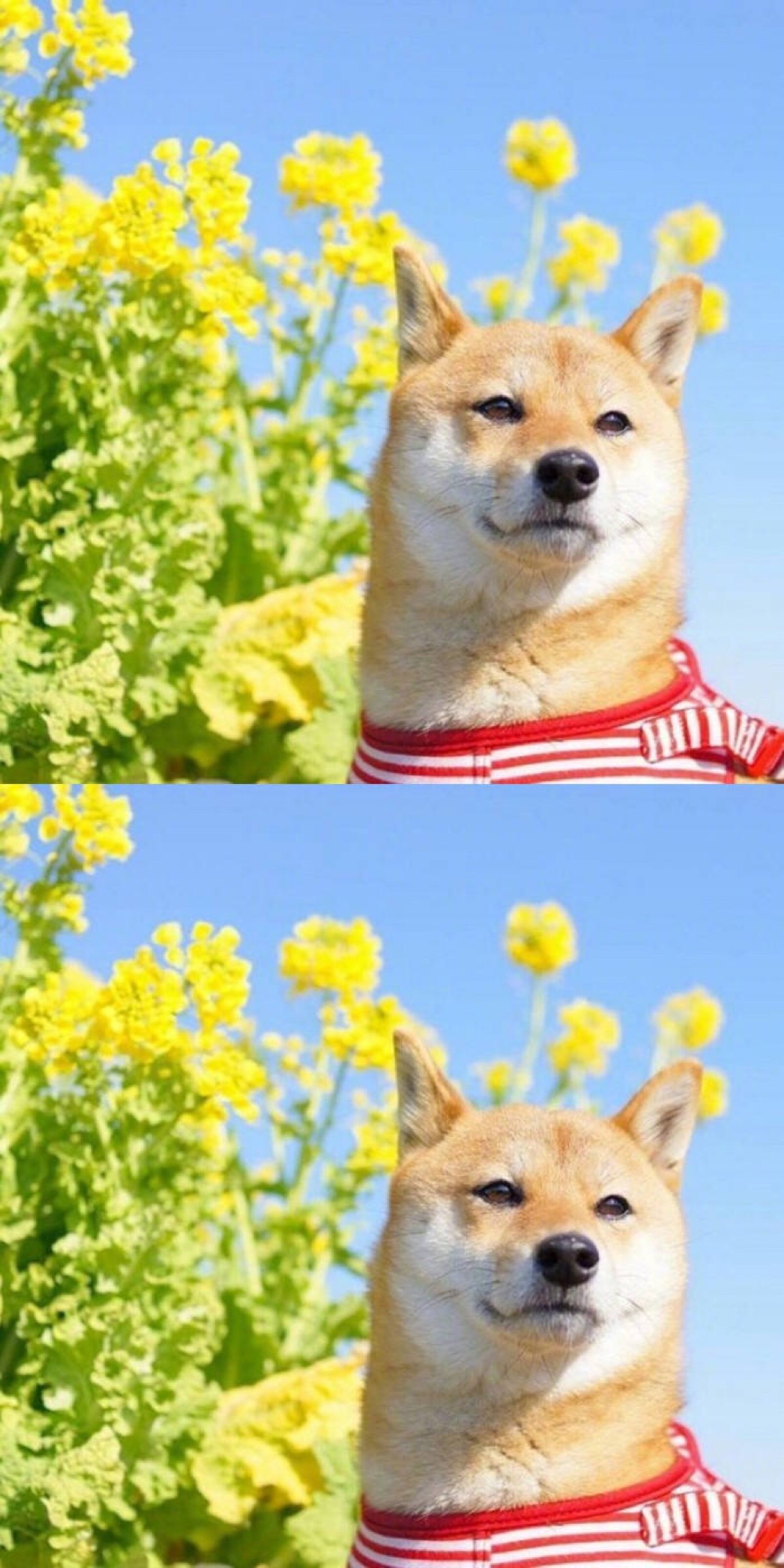 可爱 狗狗 壁纸