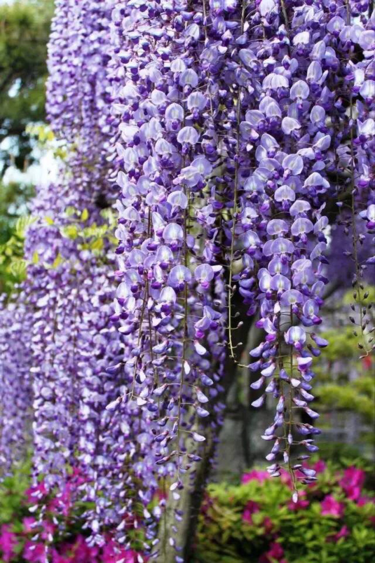 胡亚捷紫藤花园图片