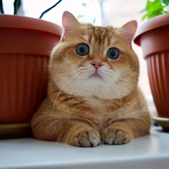 【 尐萌宠 】猫咪头像 大肥猫hosico