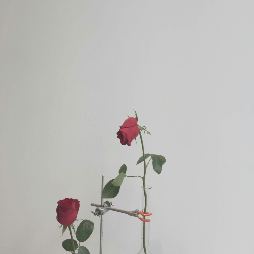 朋友圈背景图 玫瑰